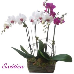 orquídeas a domicilio en Madrid